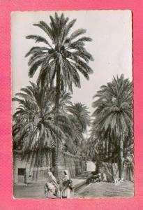 CPSM  ALGERIE  -  LAGHOUAT  -  7  Les Remparts, étude de Palmiers ( en 1953 )  Animée