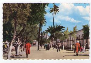 CPSM  LAGHOUT (algérie)   Place des oliviers.       (4191)