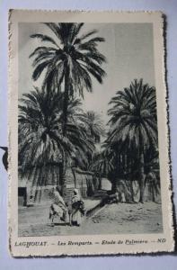 CPSM Laghouat Algérie,El-Aghouat ou El-Arouat LES REMPARTS ETUDE PALMIERS EDIté SPECIALEMENT P/ HOTEL  TRANSATLANTIQUE