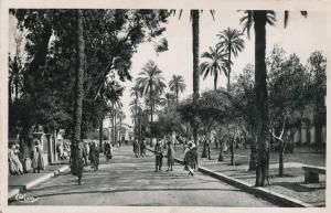 ALGÉRIE - LAGHOUAT Place des Oliviers