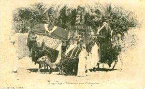 Algérie -  Laghouat - Chameaux avec Palanquins