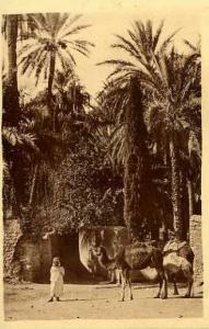 LAGHOUAT  - Dans l´Oasis  -  BELLE CARTE  ANIMEE  -