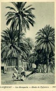 LAGHOUAT  -  Les Remparts. -  Etude de Palmiers.   -  BELLE CARTE  ANIMEE -  ND