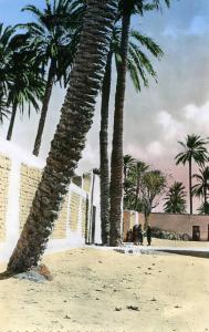 PALMIERS A LAGHOUAT.....CPSM  PETIT FORMAT ANIMEE