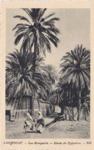 Laghouat - les Remparts - Etude de Palmiers