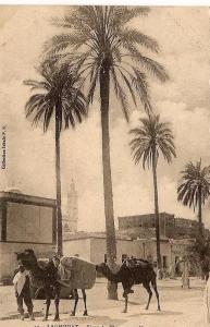 ALGERIE - LAGHOUAT place du chameau et mosquée - écrite TTBE