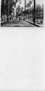 ALGERIE  LAGHOUAT  Place des oliviers  ( N & B  ) 9x14  dentelée glaçée