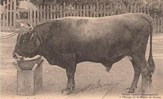 RACE BOVINE DE LA REGION DE GUELMA