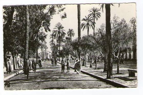 ALGERIE LAGHOUAT  Place des Oliviers et l Eglise  / Photo Veritable / 2 Scans
