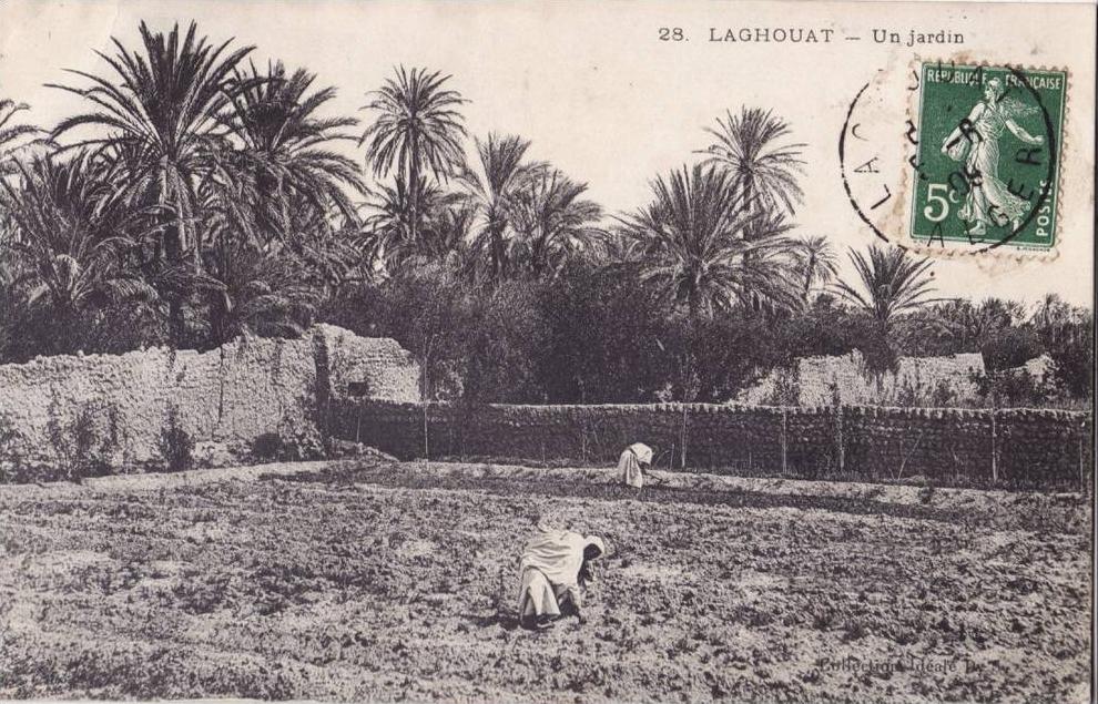 LAGHOUAT.  UN JARDIN.