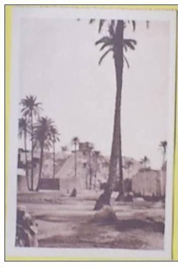 C. Postale  ALGERIE - LAGHOUAT - SUR LE CHEMIN DE RONDE (Ed. PROUHO)