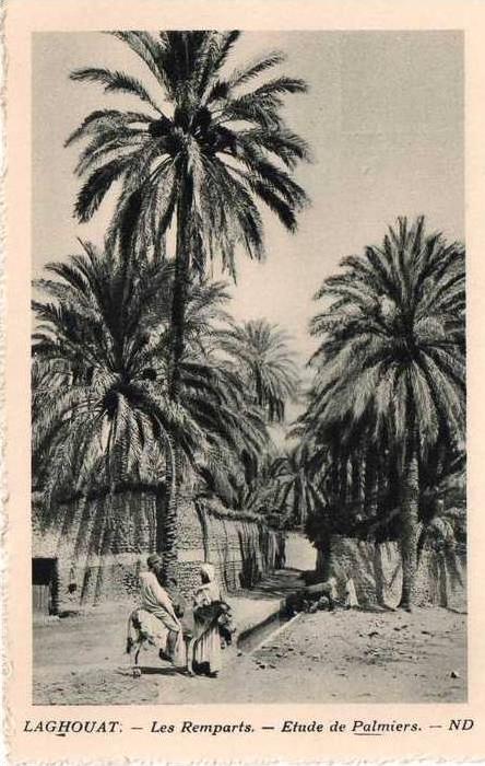 cpa LAGHOUAT , les remparts,étude des palmiers cp éditée pour la cie transatlantique  (12.68)