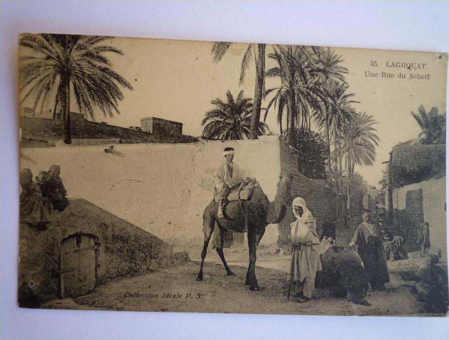 LAGHOUAT  (Algérie)    Une Rue du  SCHETETT    N°55