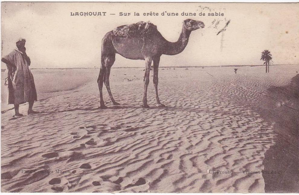 CPA LAGHOUAT SUR LA CRETE D' UNE DUNE DE SABLE