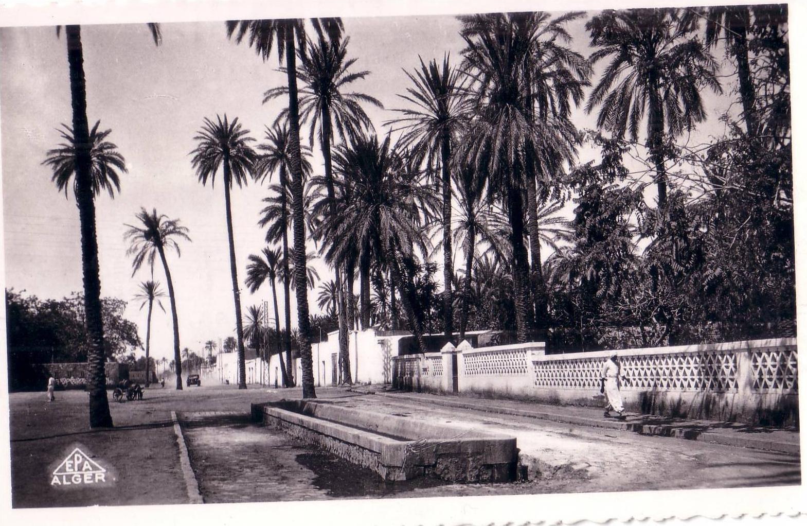 CPA carte postale ancienne AFRIQUE ALGERIE LAGHOUAT un boulevard