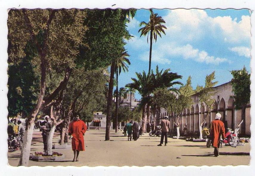 CPSM  LAGHOUT (algérie)   Place des oliviers.       (4191)