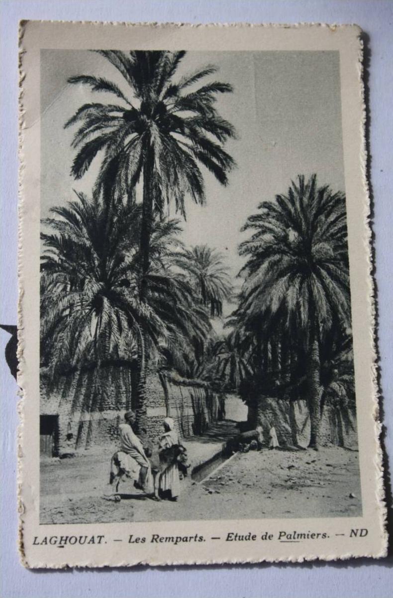 CPSM Laghouat Algérie,El-Aghouat ou El-Arouat LES REMPARTS ETUDE PALMIERS EDIté SPECIALEMENT P/ HOTEL 