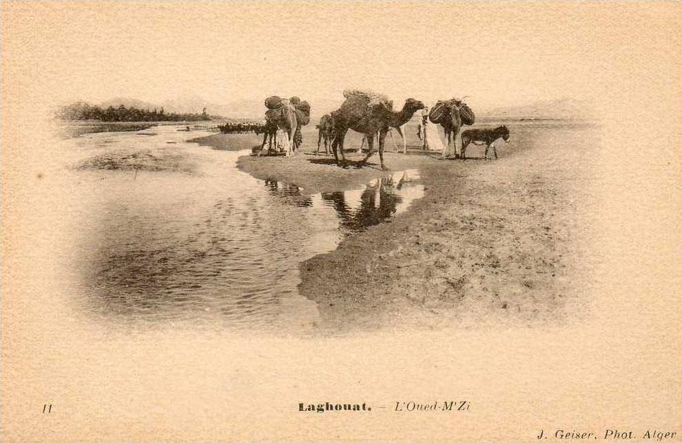 11 LAGHOUAT. L´Oued-M´Zi. dromadaires chargés, animation).