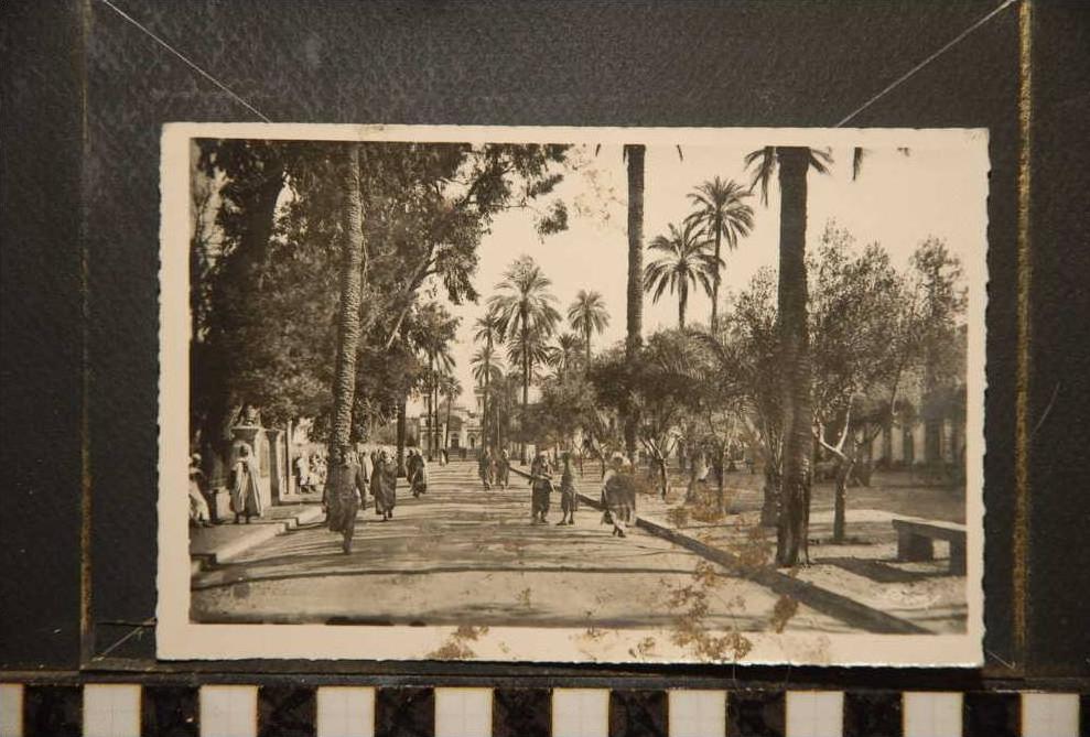 LAGHOUAT SUD ALGERIEN PLACE DES OLIVIERS