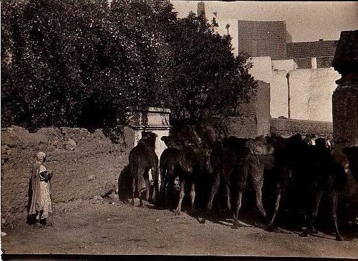 PHOTO DE LAGHOUAT   LES CHAMEAUX 01 MAI 1927