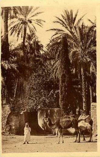 LAGHOUAT  - Dans l´Oasis  -  BELLE CARTE  ANIMEE  -