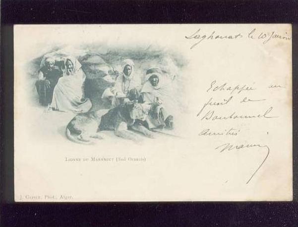 lionne du marabout sud oranais (laghouat ?) édit.geiser belle carte précurseur