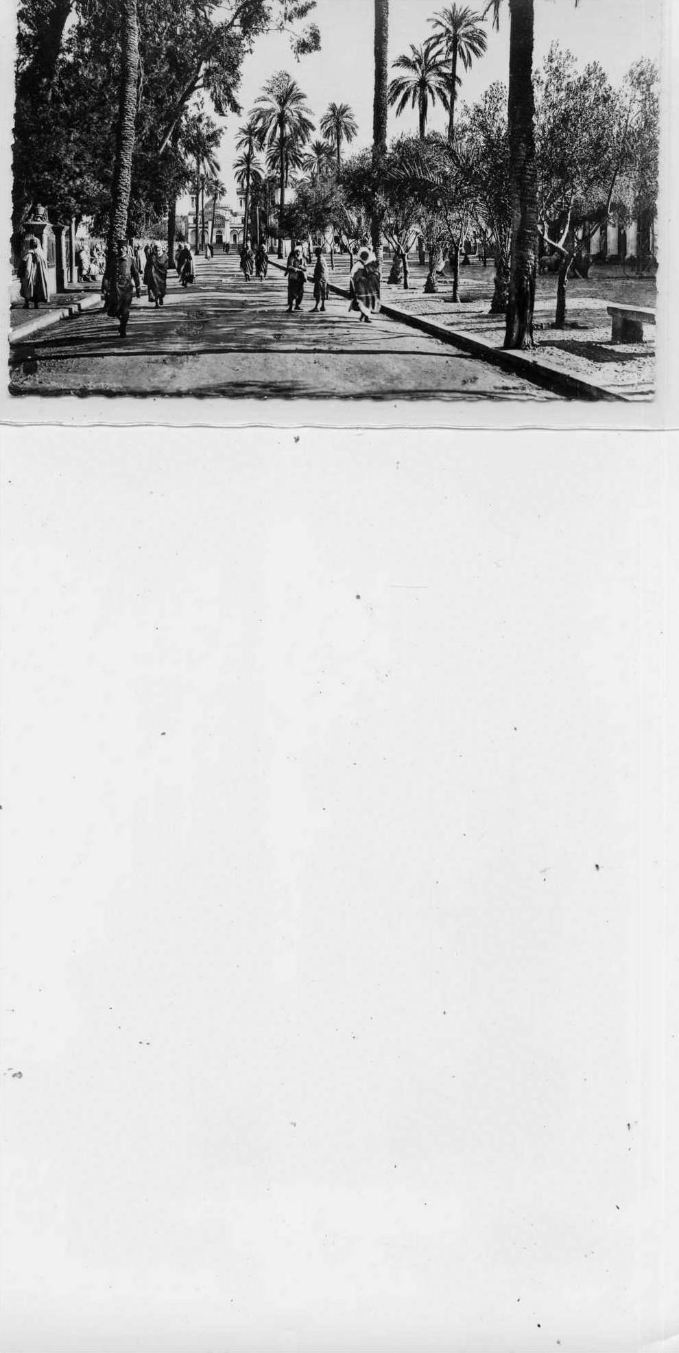 ALGERIE  LAGHOUAT  Place des oliviers  ( N & B  ) 9x14  dentelée glaçée