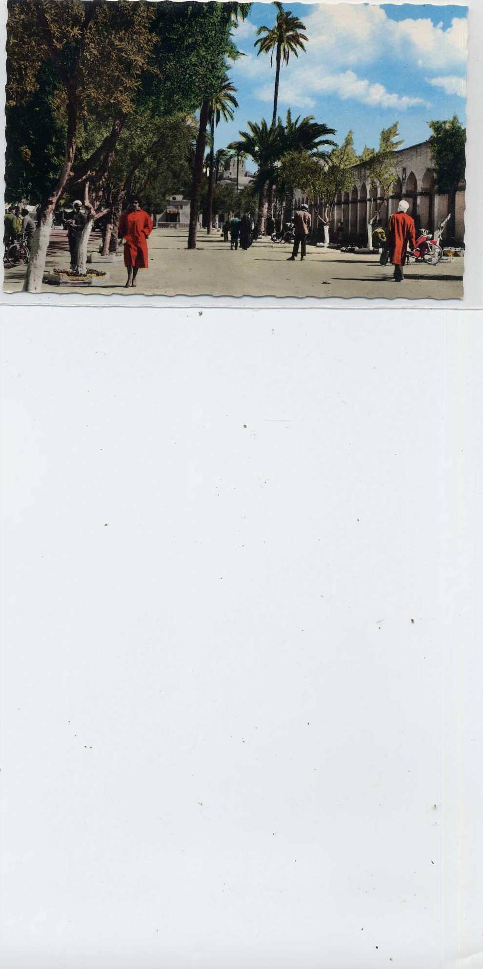 ALGERIE  LAGHOUAT  Place des oliviers  ( couleurs ) 9x14  dentelée glaçée