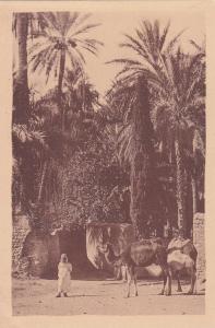 ALGERIE  LAGHOUAT  dans l'Oasis