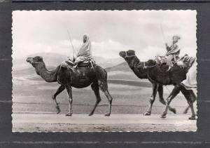 32510     Algeria,   Bou-Saada   Cite  du  Bonheur ,  Chameliers  sur  la  Piste,  NV