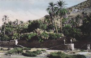 AFRIQUE,AFRIKA,AFRICA,MAG HREB,BOU-SAADA,BOUSSADA,M 'SILA,MAGHREB,jardin,palm eraie,jumeau,rare