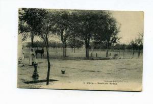 M'SILA MARCHE DES BESTIAUX