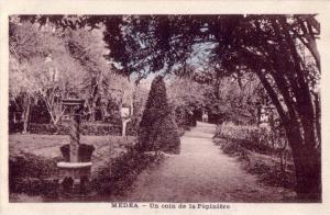 CPA carte postale ancienne AFRIQUE ALGERIE MEDEA un coin Pépinière