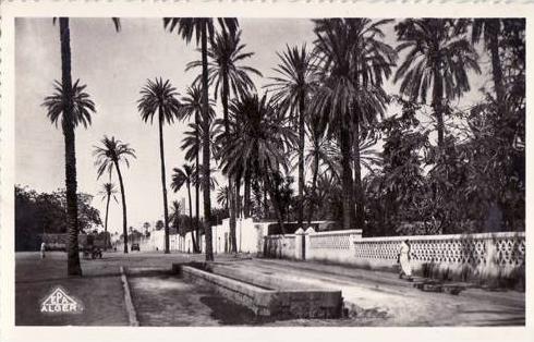 Laghouat - Un Boulevard  Achat Immédiat