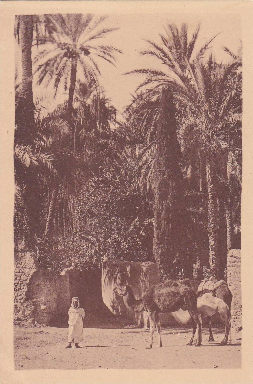 ALGERIE  LAGHOUAT  dans l'Oasis