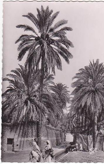 d - Cpsm (petit format) LAGHOUAT - Les Remparts, étude de Palmiers