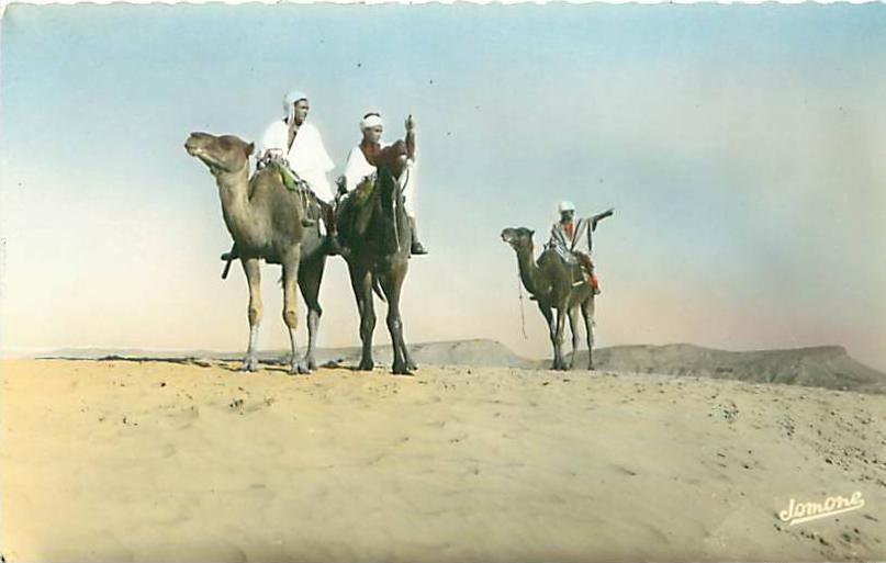 BOU-SAADA - Chameliers dans le désert (Ed. Jomone, 121)