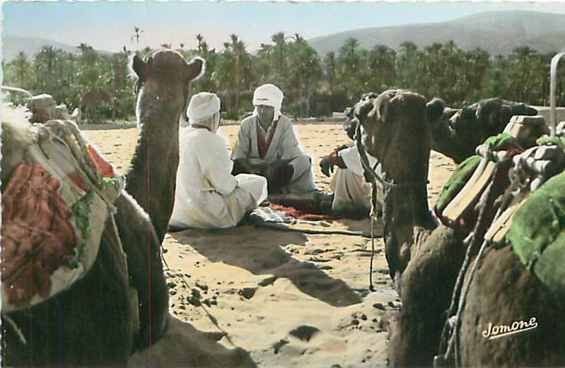 BOU-SAADA - Chameliers dans l'Oasis (Ed. Jomone, 116)
