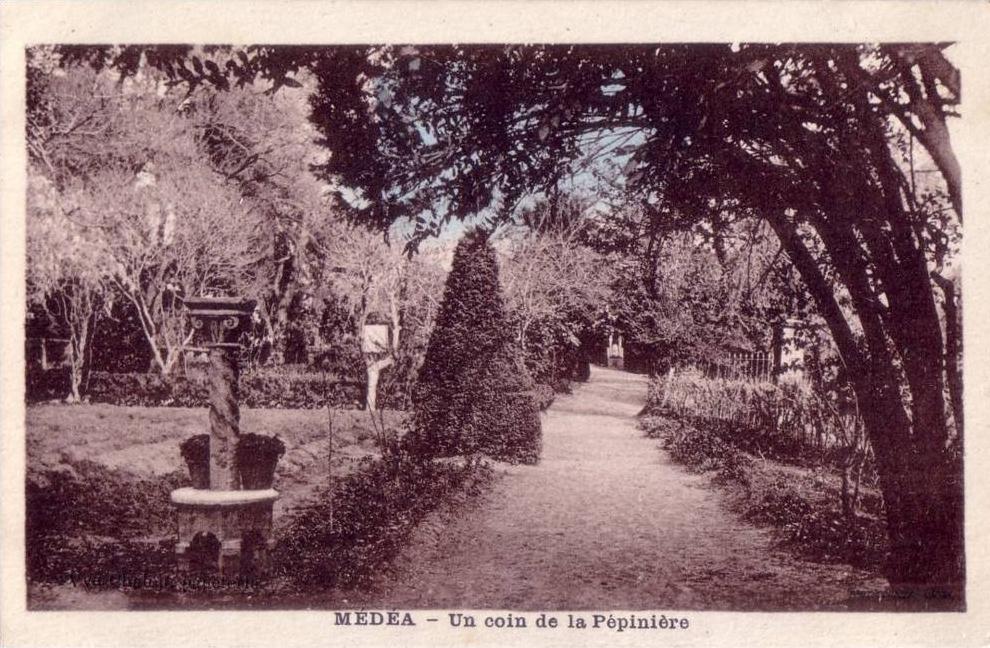 CPA carte postale ancienne AFRIQUE ALGERIE MEDEA un coin Pépinière