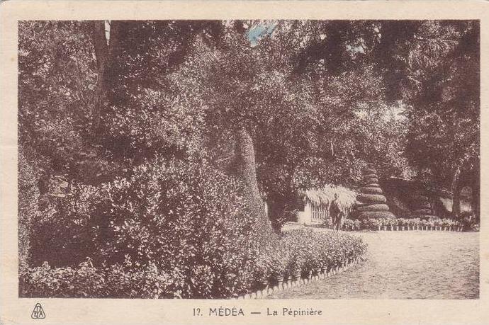 AFRICA,AFRIQUE DU NORD,AFRIKA,ALGERIE FRANCAISE,colonie,Médéa,p rés KHEMIS MILIANA,TITTERI,Pépinière ,jardinier