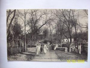 medea le tapis vert et la pepiniere