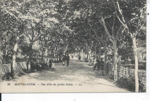ALGERIE - MOSTAGANEM - Une allée du jardin public