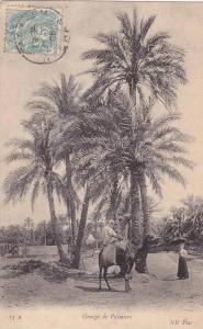 Carte postale ancienne,FRANCE AFRIQUE EN 1900,ALGERIE,PALMIER DE MOSTAGANEM,COLON,CHAMEAU, TAILLEUR