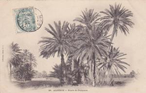 Carte postale ancienne,FRANCE AFRIQUE EN 1900,ALGERIE,PALMIER DE MOSTAGANEM,TIMBRE,MARCOPH ILIE