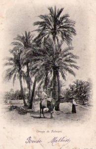 MOSTAGANEM  Groupe de palmiers