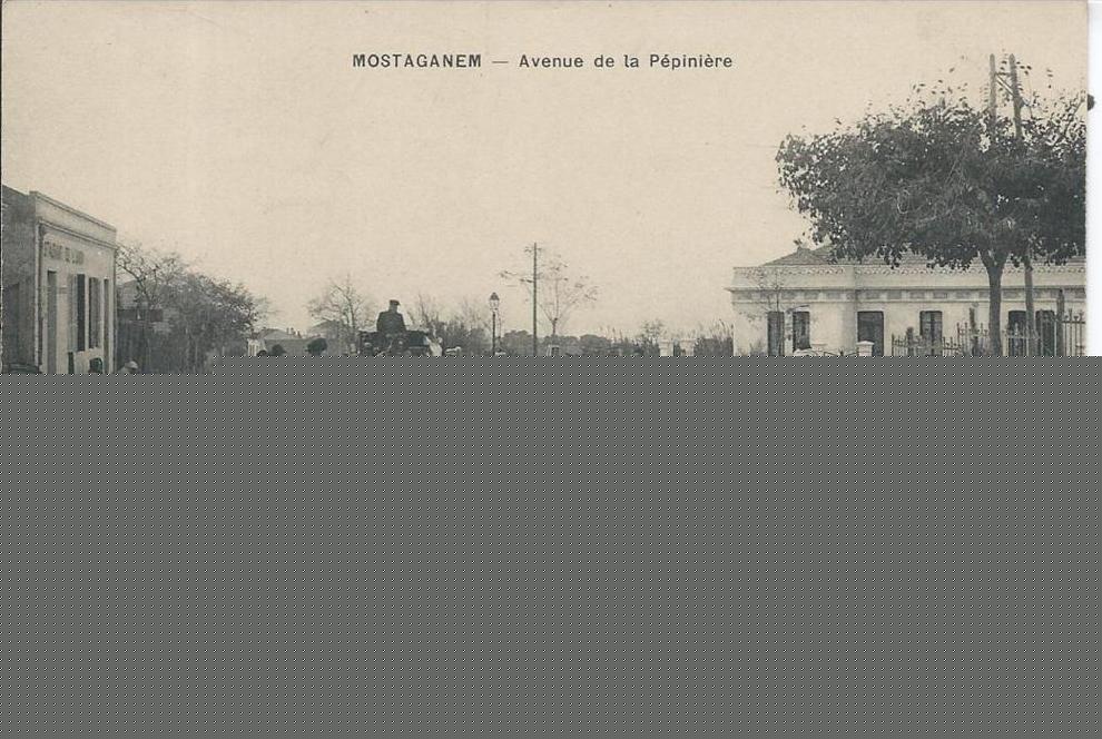 ALGERIE - MOSTAGANEM - Avenue de la pépinière