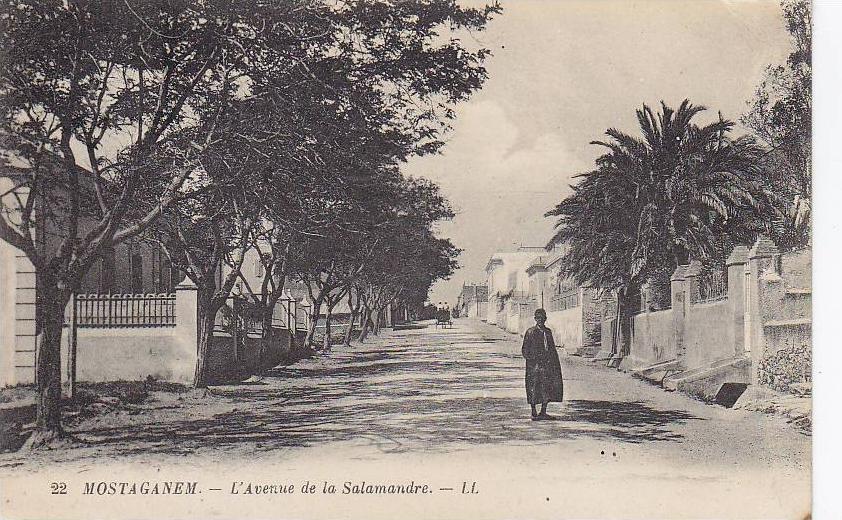 MOSTAGANEM ... AVENUE DE LA SALAMANDRE