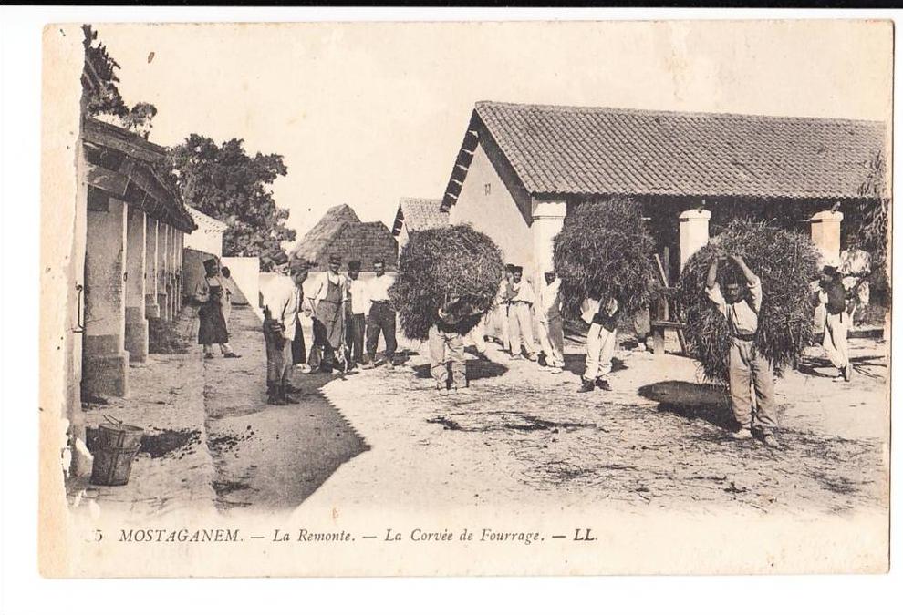 MOSTAGANEM LA REMONTE LA CORVEE DE FOURRAGE SIGNE LL BELLE ANIMATION CARTE ABIMER BORDURE