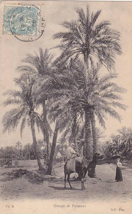 Carte postale ancienne,FRANCE AFRIQUE EN 1900,ALGERIE,PALMIER DE MOSTAGANEM,COLON,CHAMEAU, TAILLEUR