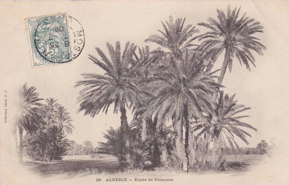 Carte postale ancienne,FRANCE AFRIQUE EN 1900,ALGERIE,PALMIER DE MOSTAGANEM,TIMBRE,MARCOPH ILIE